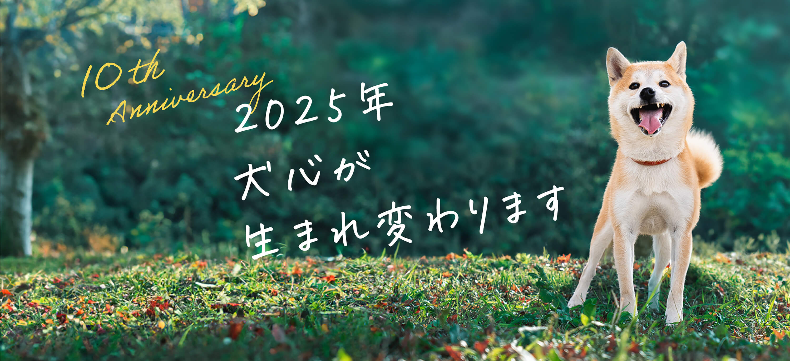 10th Anniversary 2025年 犬心が生まれ変わります