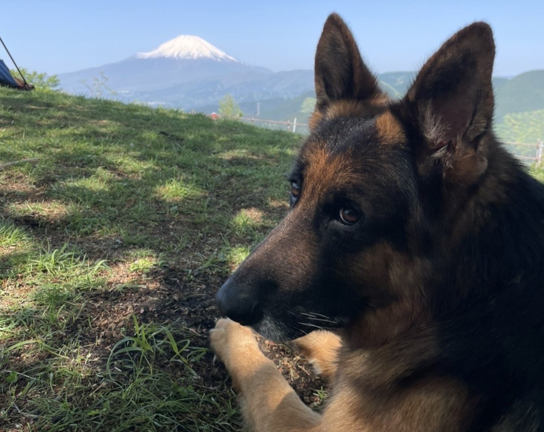 犬心との出会い