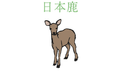 日本鹿