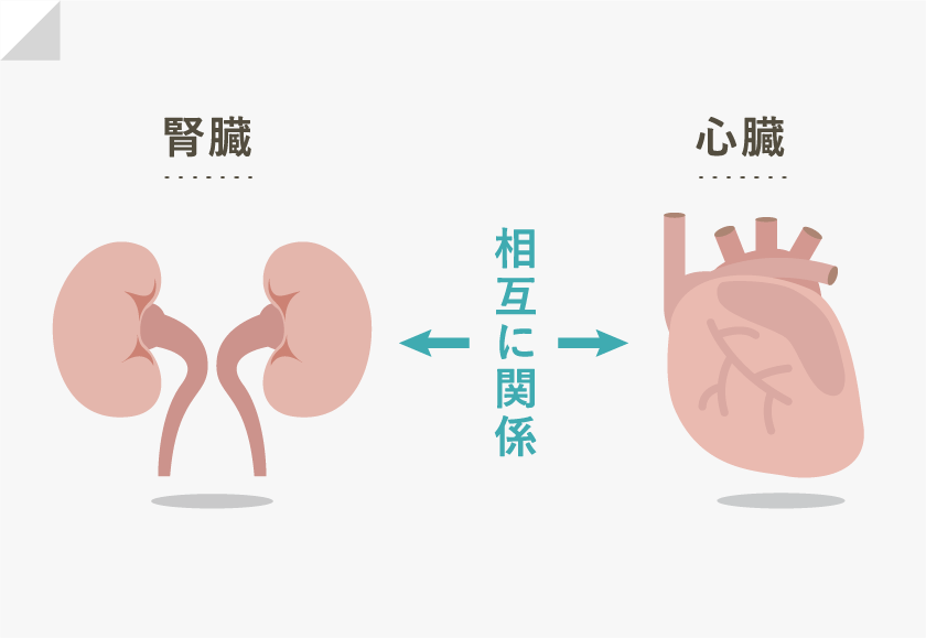 腎臓と心臓は交互に関係