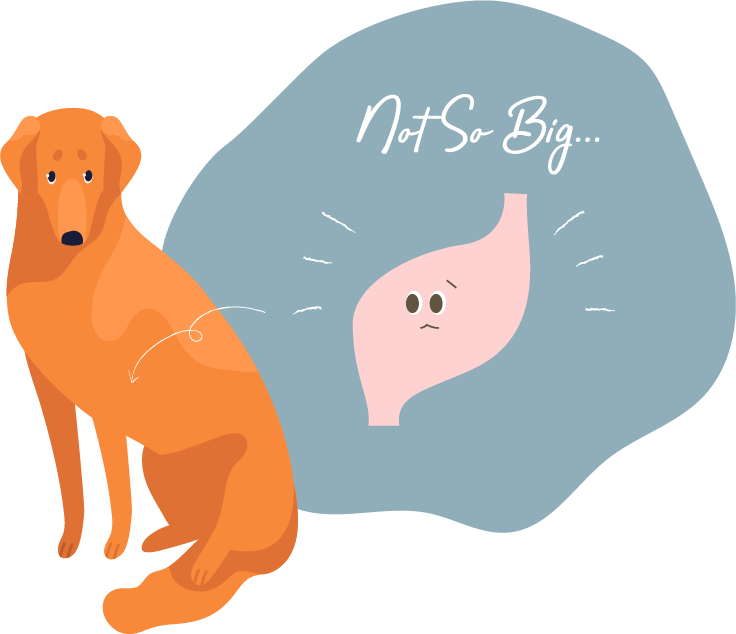 なぜ、大型犬種は「消化しやすい高タンパク食」が合うのか？