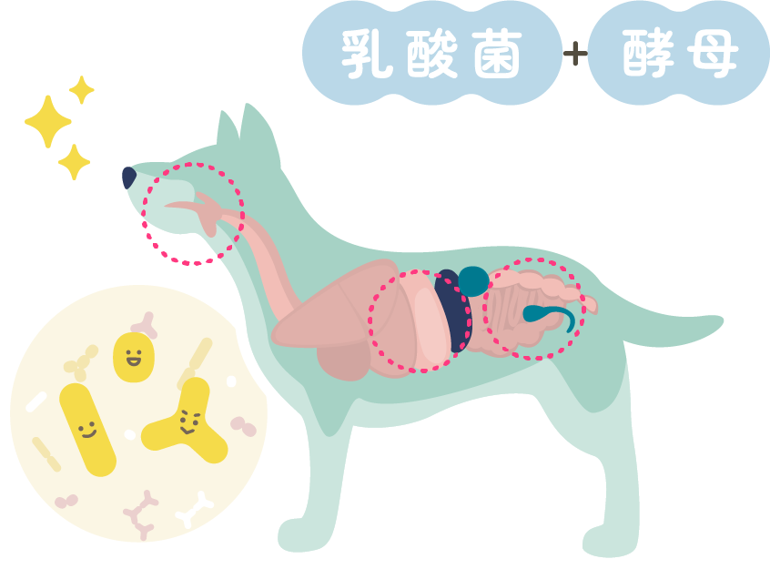 「口・胃・腸」をトリプルケア!