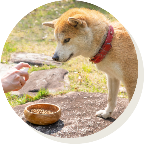 フードにシュッ