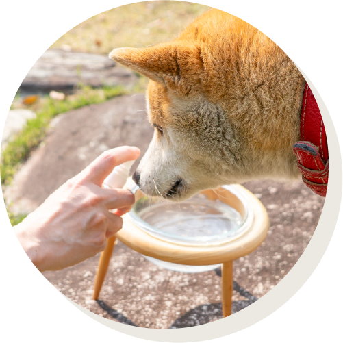 飲み水にシュッ