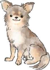チワワ