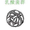 乳酸菌群