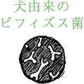 犬由来のビフィズス菌