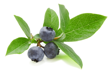 ブルーベリー茎