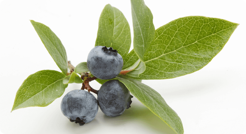 ビタミンCからブルーベリー茎に成分を変更。