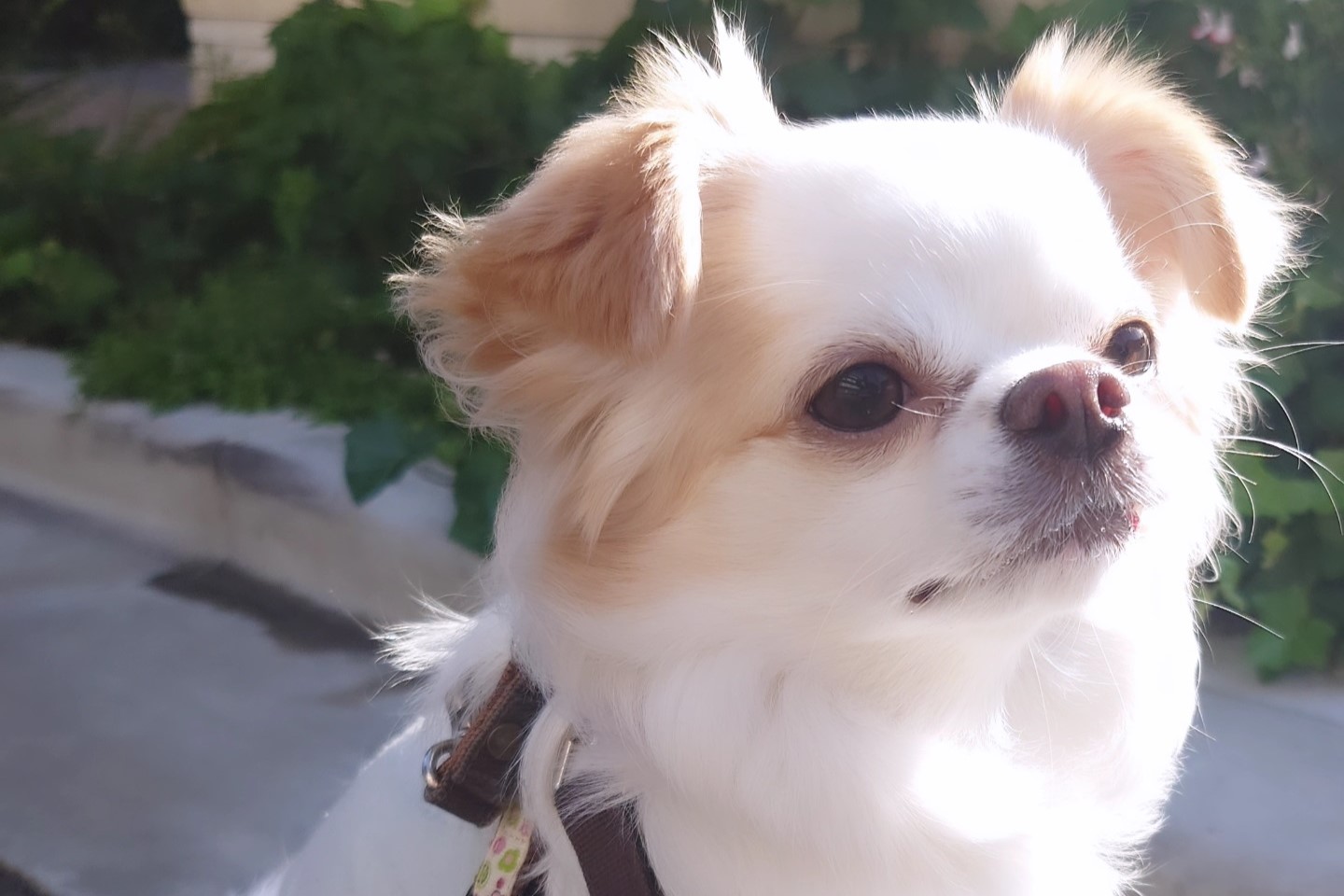 犬心との出会い