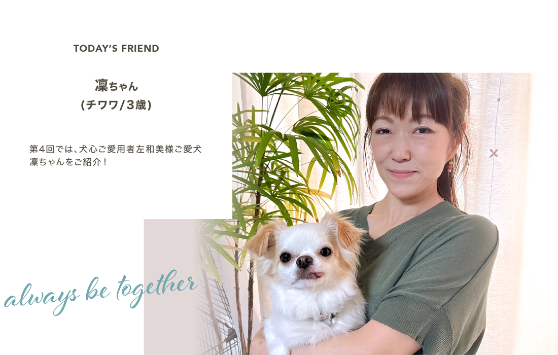 左和美様の愛犬　チワワの凛ちゃんをご紹介