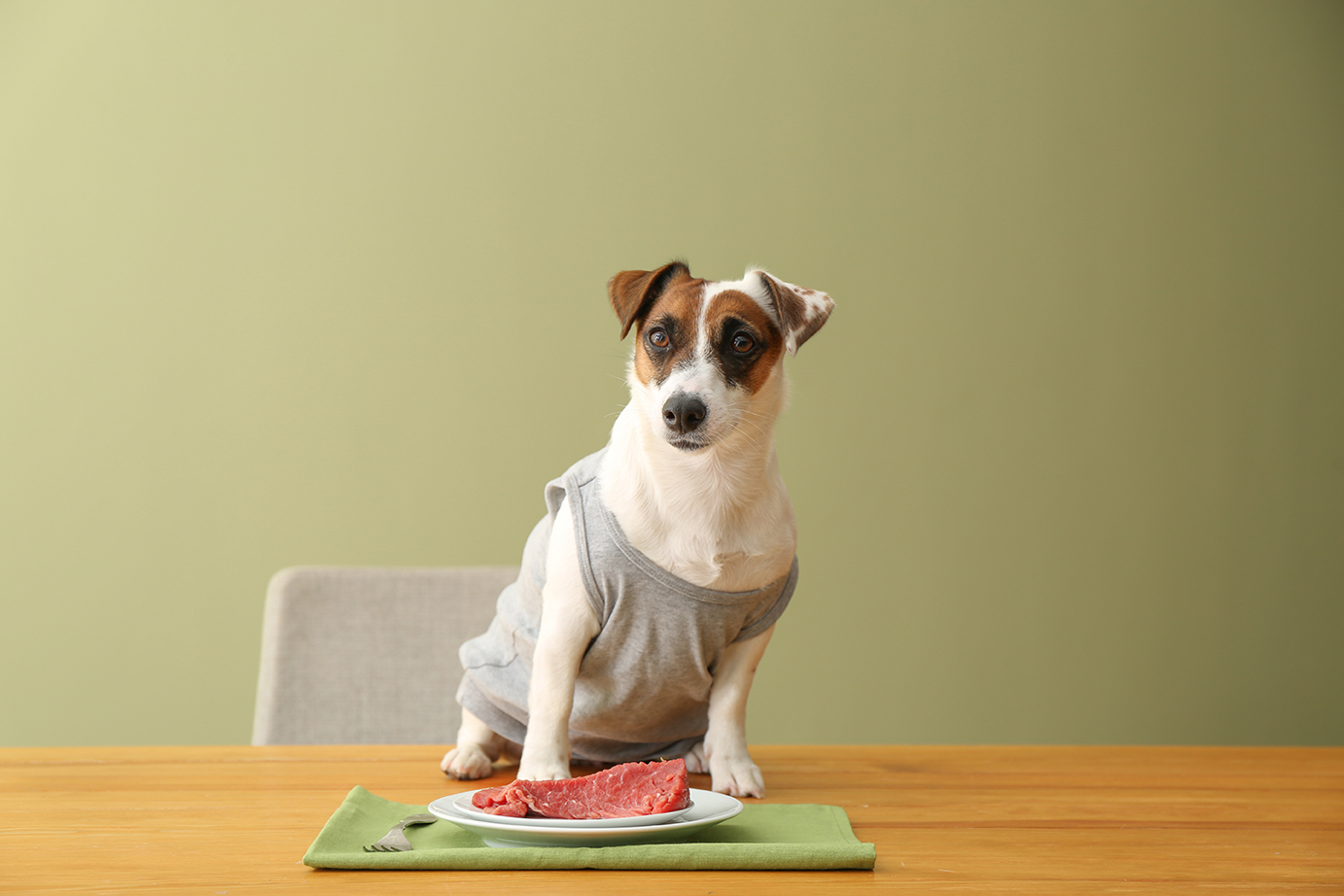 犬のタンパク漏出性腸症 腸リンパ管拡張症 3ポイントの食事対策 犬心 Inukokoro