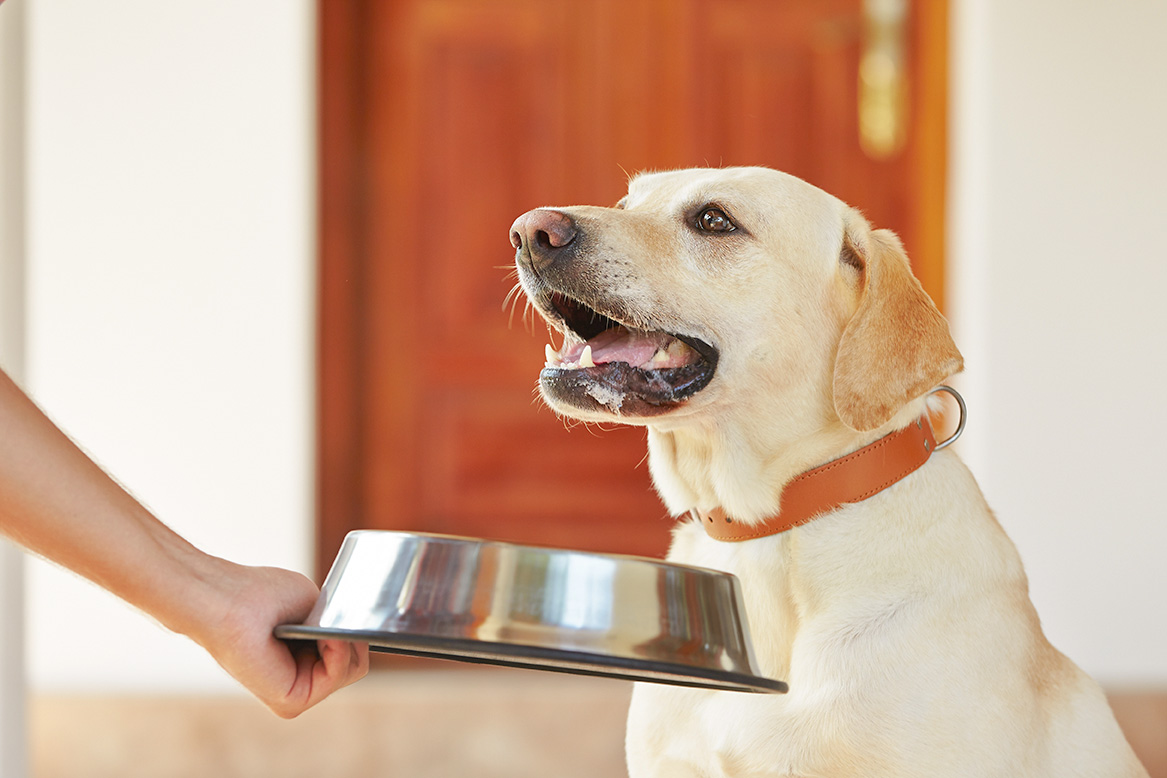 犬のクッシング症候群 食事対策4ポイント 犬心 Inukokoro