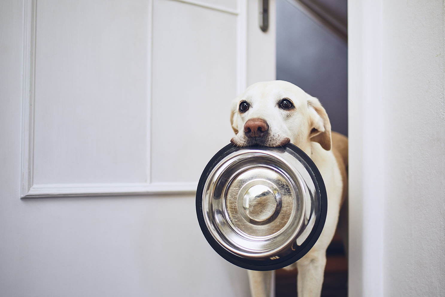 犬の心臓病、低塩分だけではない3つの食事対策 - 犬心～INUKOKORO～