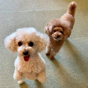 さくら＆カンナ