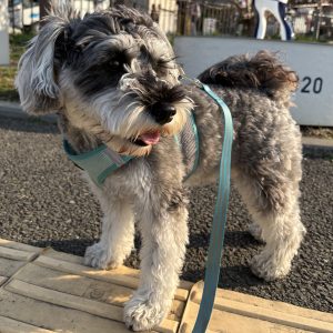 低たんぱくバランス - 犬心～INUKOKORO～