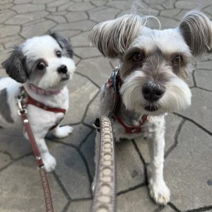 低たんぱくバランス - 犬心～INUKOKORO～